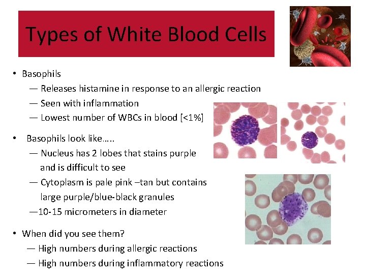 Types of White Blood Cells • Basophils — Releases histamine in response to an Types of White Blood Cells • Basophils — Releases histamine in response to an