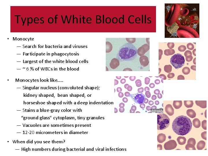 Types of White Blood Cells • Monocyte — Search for bacteria and viruses — Types of White Blood Cells • Monocyte — Search for bacteria and viruses —