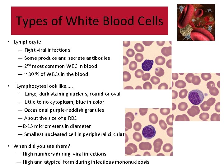 Types of White Blood Cells • Lymphocyte — Fight viral infections — Some produce Types of White Blood Cells • Lymphocyte — Fight viral infections — Some produce