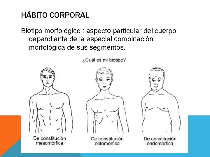 HÁBITO CORPORAL Biotipo morfológico : aspecto particular del cuerpo dependiente de la especial combinación