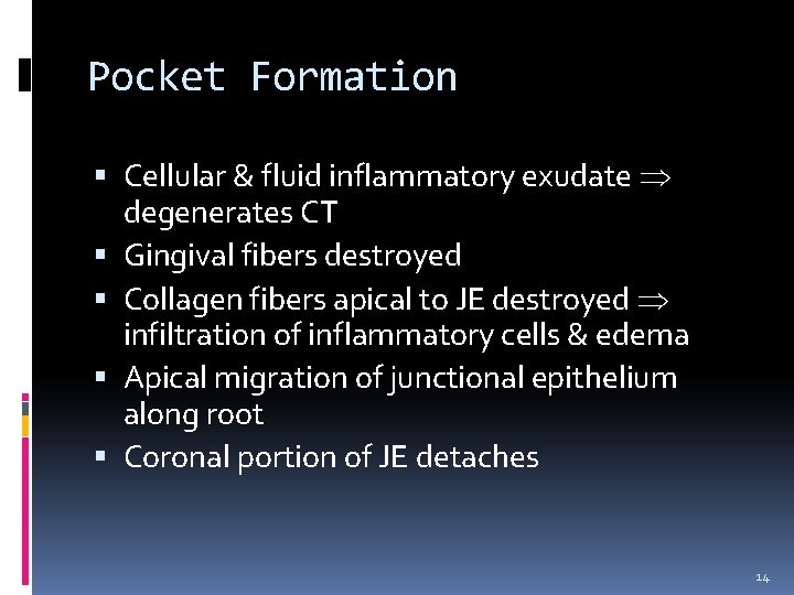 Pocket Formation Cellular & fluid inflammatory exudate degenerates CT Gingival fibers destroyed Collagen fibers