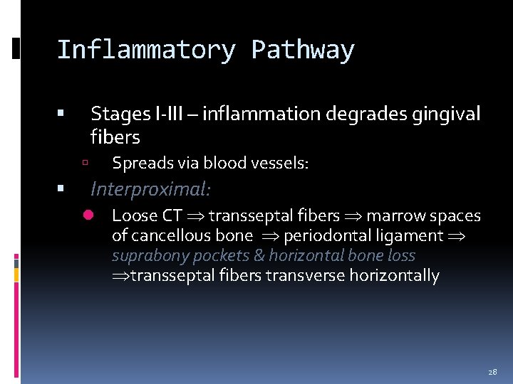 Inflammatory Pathway Stages I-III – inflammation degrades gingival fibers Spreads via blood vessels: Interproximal: