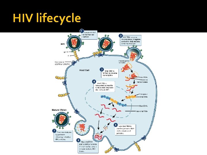 HIV lifecycle 