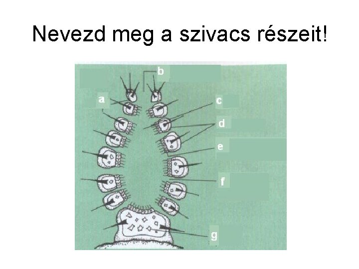 Nevezd meg a szivacs részeit! 