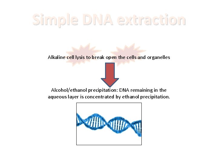 Simple DNA extraction Alkaline cell lysis to break open the cells and organelles Alcohol/ethanol