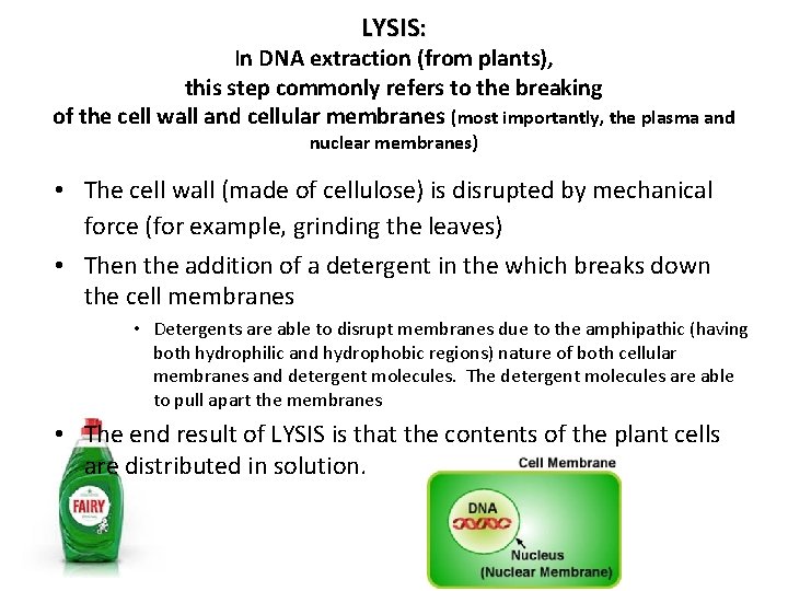 LYSIS: In DNA extraction (from plants), this step commonly refers to the breaking of