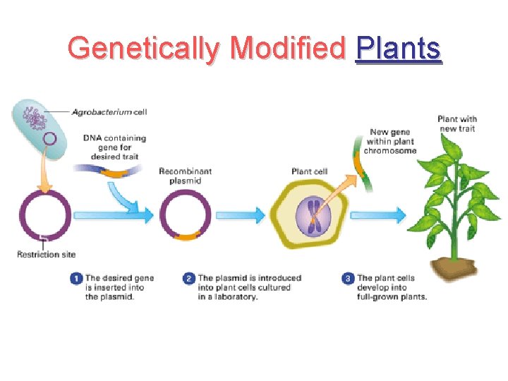 Genetically Modified Plants 