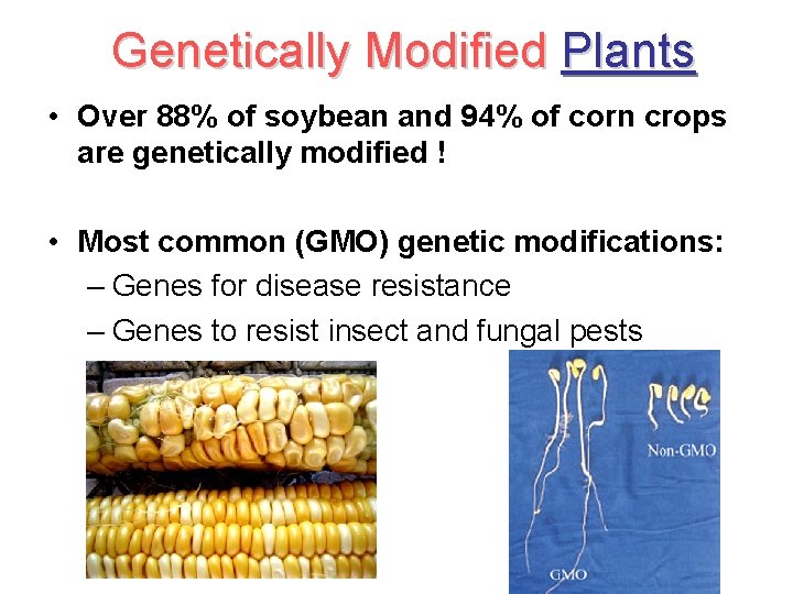 Genetically Modified Plants • Over 88% of soybean and 94% of corn crops are