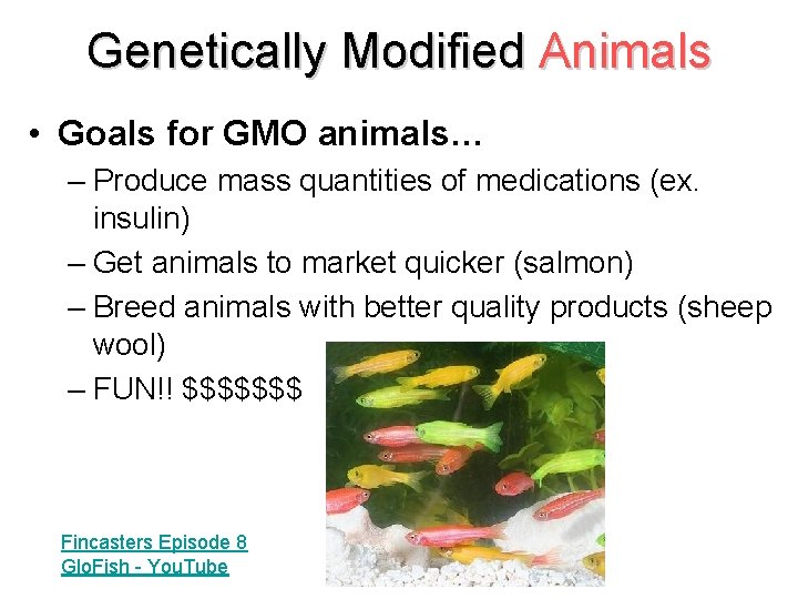 Genetically Modified Animals • Goals for GMO animals… – Produce mass quantities of medications