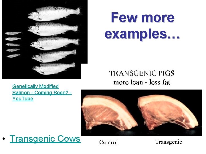 Few more examples… Genetically Modified Salmon - Coming Soon? You. Tube • Transgenic Cows