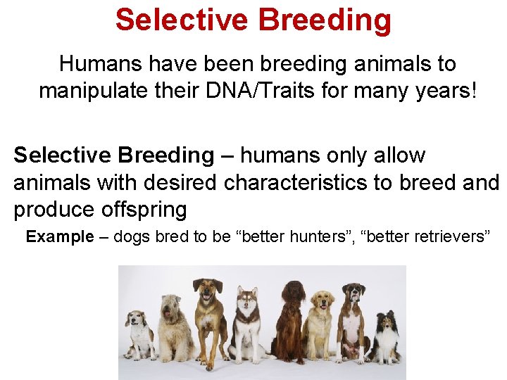 Selective Breeding Humans have been breeding animals to manipulate their DNA/Traits for many years!
