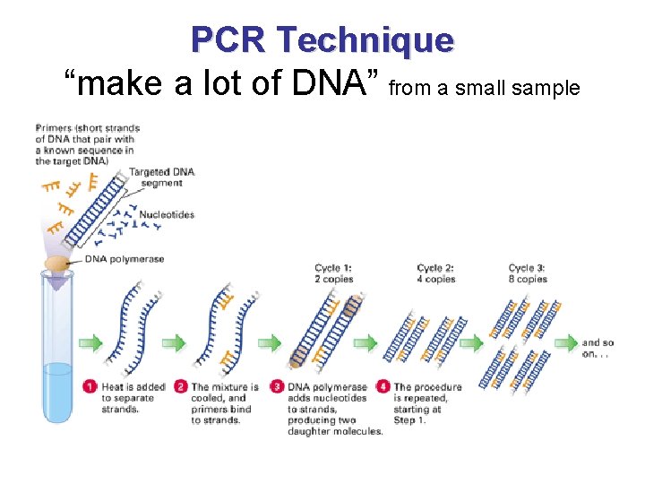 PCR Technique “make a lot of DNA” from a small sample 