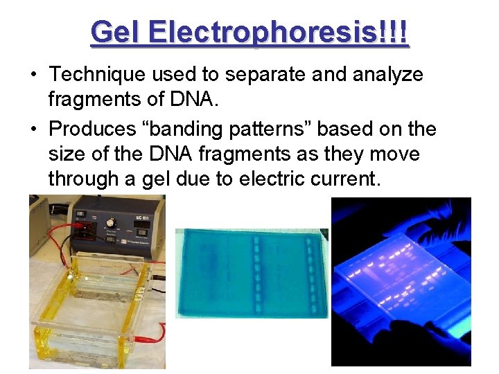 Gel Electrophoresis!!! • Technique used to separate and analyze fragments of DNA. • Produces