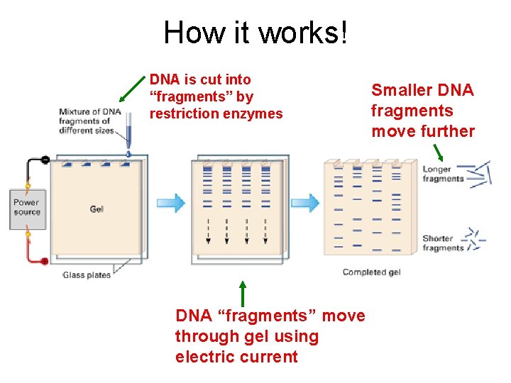 How it works! DNA is cut into “fragments” by restriction enzymes DNA “fragments” move