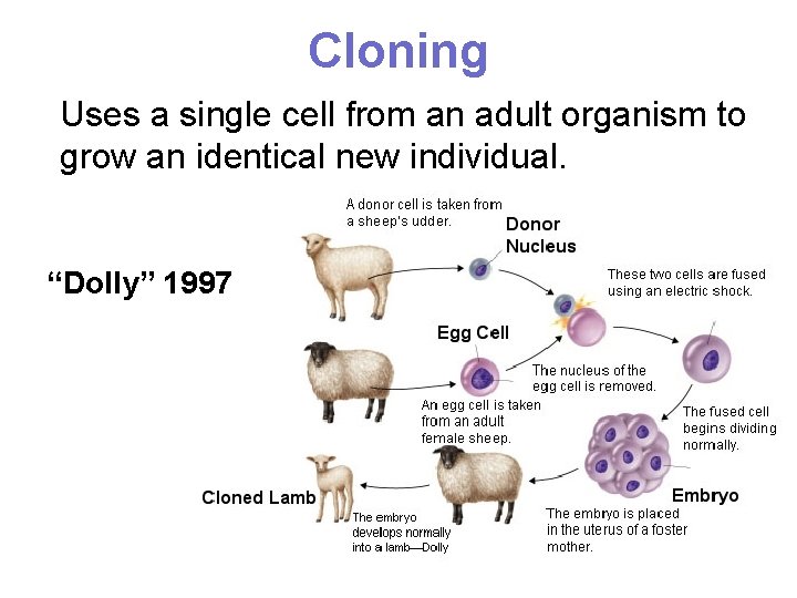 Cloning Uses a single cell from an adult organism to grow an identical new