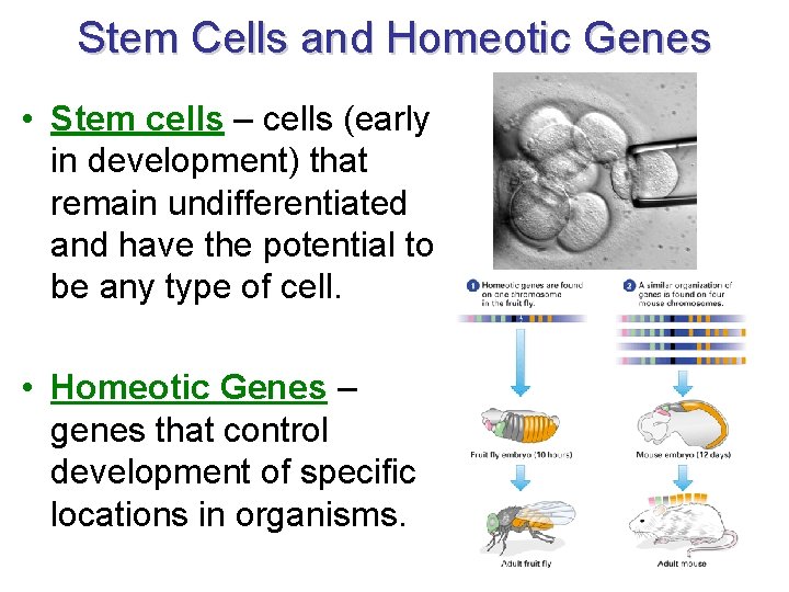 Stem Cells and Homeotic Genes • Stem cells – cells (early in development) that