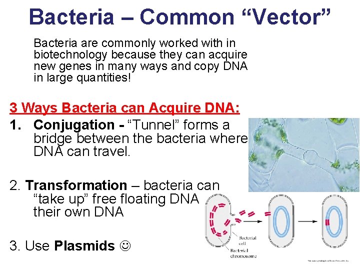 Bacteria – Common “Vector” Bacteria are commonly worked with in biotechnology because they can