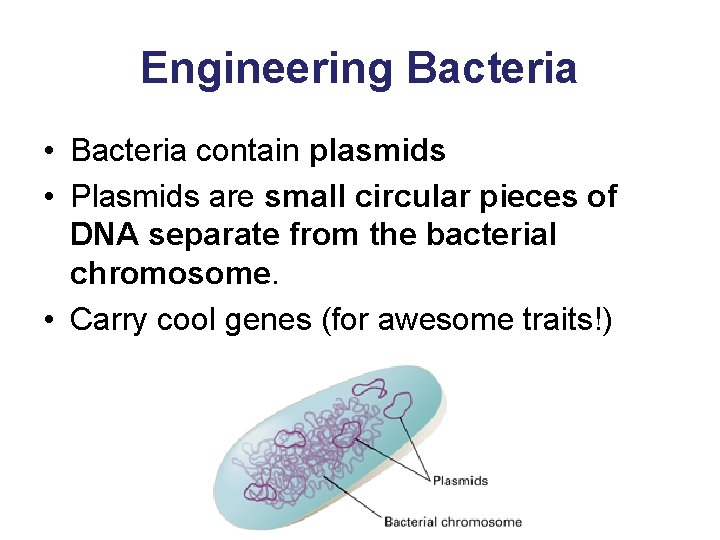 Engineering Bacteria • Bacteria contain plasmids • Plasmids are small circular pieces of DNA