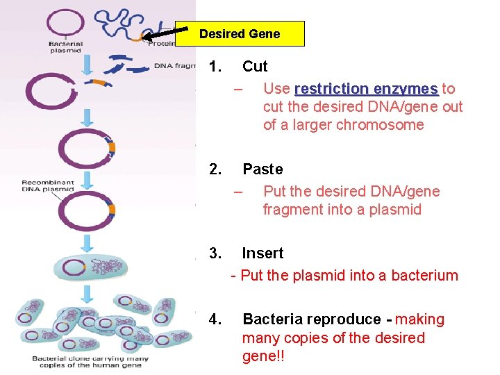 Desired Gene 1. Cut – Use restriction enzymes to cut the desired DNA/gene out