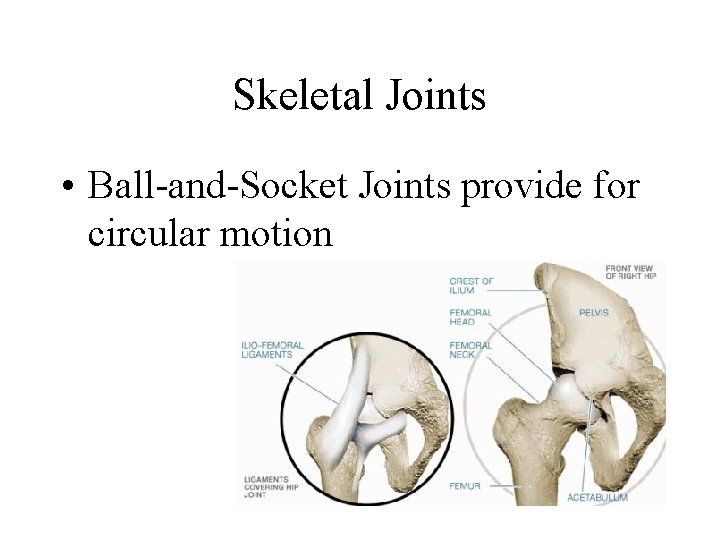 Skeletal Joints • Ball-and-Socket Joints provide for circular motion 