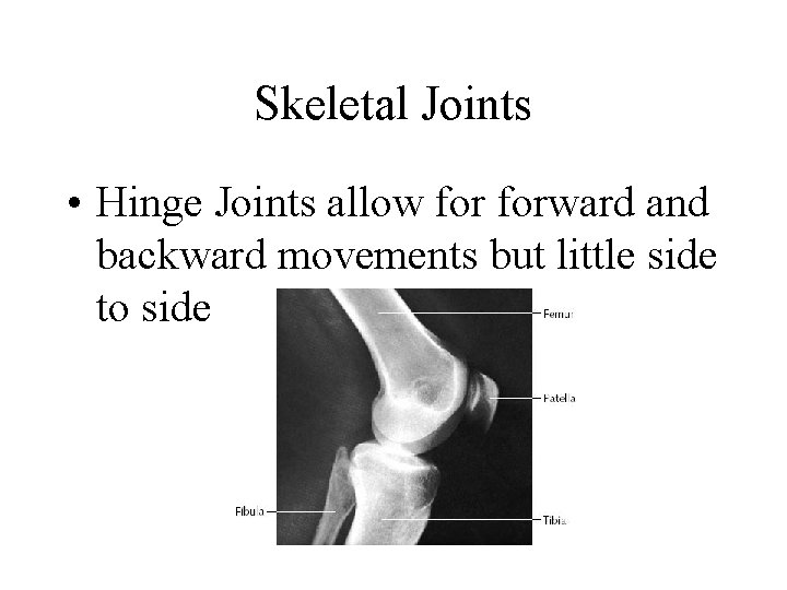 Skeletal Joints • Hinge Joints allow forward and backward movements but little side to