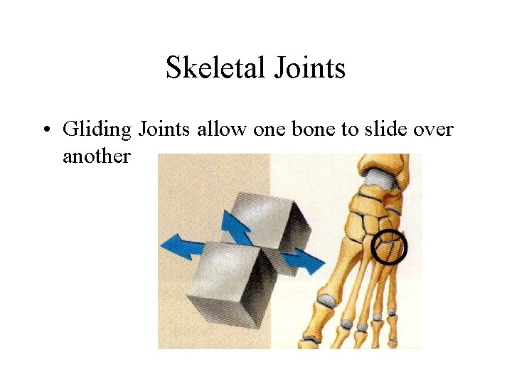 Skeletal Joints • Gliding Joints allow one bone to slide over another 
