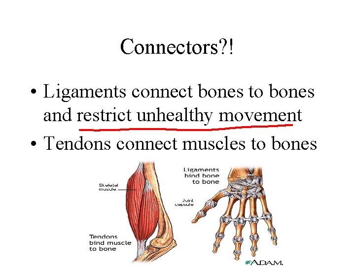 Connectors? ! • Ligaments connect bones to bones and restrict unhealthy movement • Tendons