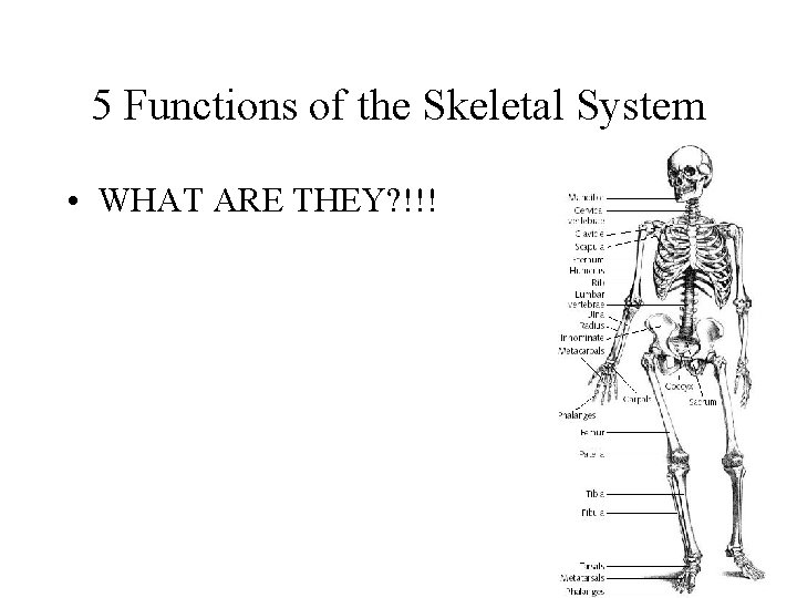 5 Functions of the Skeletal System • WHAT ARE THEY? !!! 
