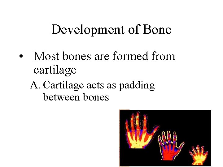 Development of Bone • Most bones are formed from cartilage A. Cartilage acts as