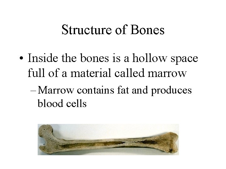 Structure of Bones • Inside the bones is a hollow space full of a