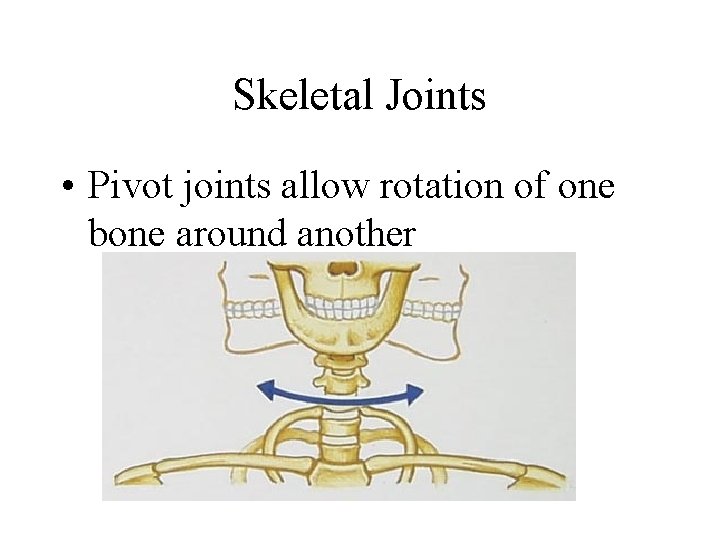 Skeletal Joints • Pivot joints allow rotation of one bone around another 