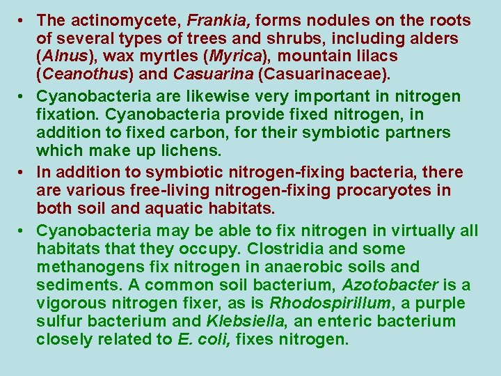  • The actinomycete, Frankia, forms nodules on the roots of several types of