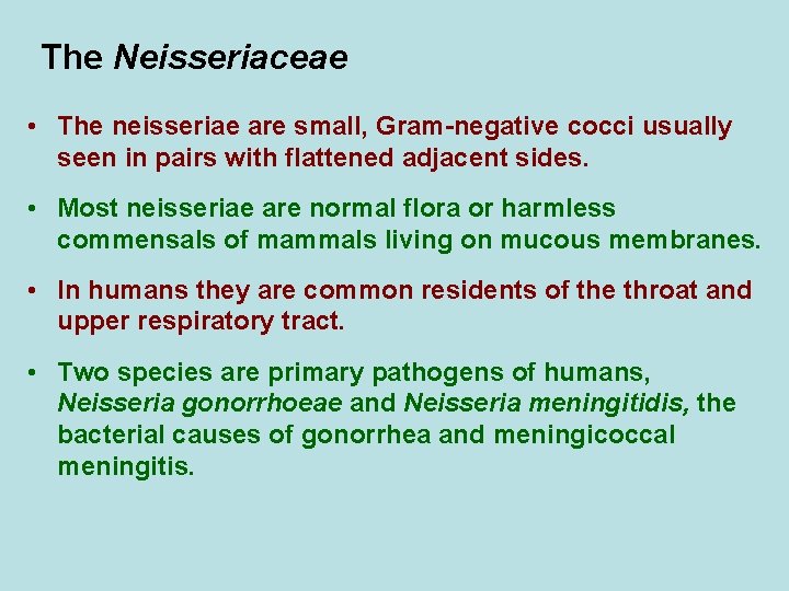 The Neisseriaceae • The neisseriae are small, Gram-negative cocci usually seen in pairs with