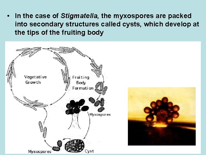  • In the case of Stigmatella, the myxospores are packed into secondary structures