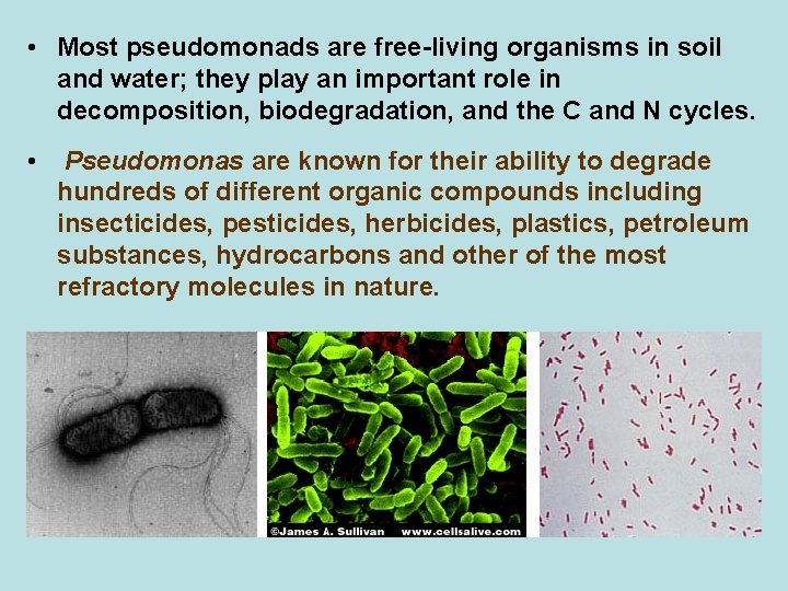  • Most pseudomonads are free-living organisms in soil and water; they play an