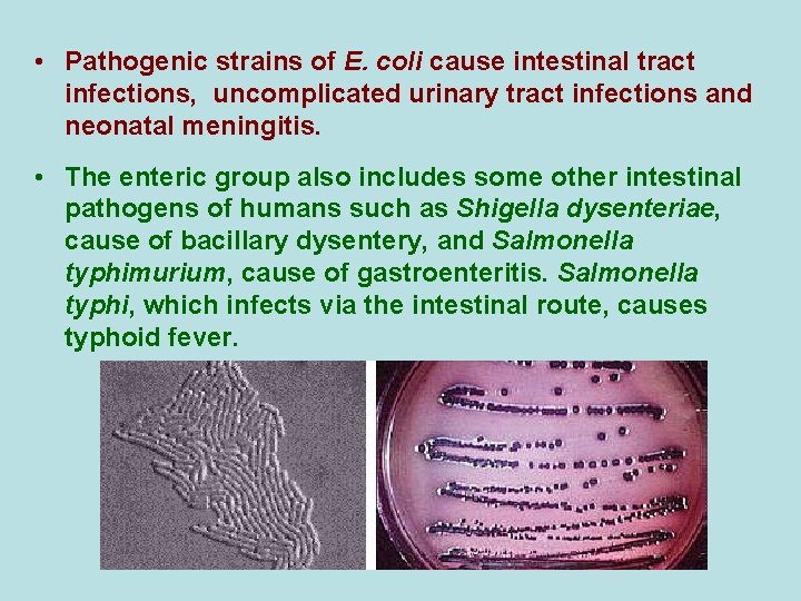  • Pathogenic strains of E. coli cause intestinal tract infections, uncomplicated urinary tract