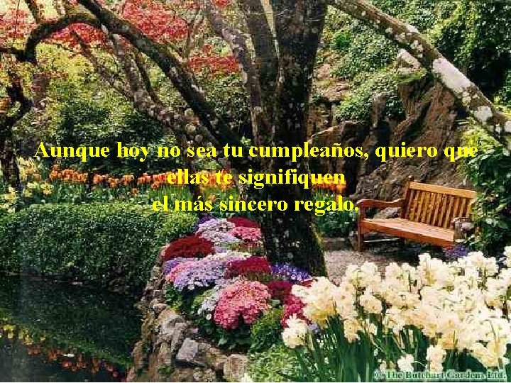 Aunque hoy no sea tu cumpleaños, quiero que ellas te signifiquen el más sincero
