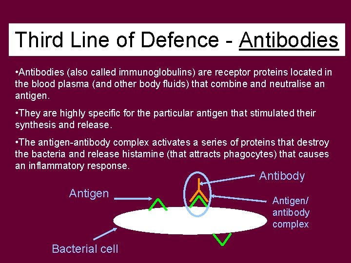 Third Line of Defence - Antibodies • Antibodies (also called immunoglobulins) are receptor proteins