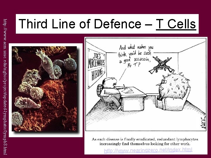 http: //www. acm. uiuc. edu/sigbio/project/updated-lymphatic/lymph 8. html Third Line of Defence – T Cells