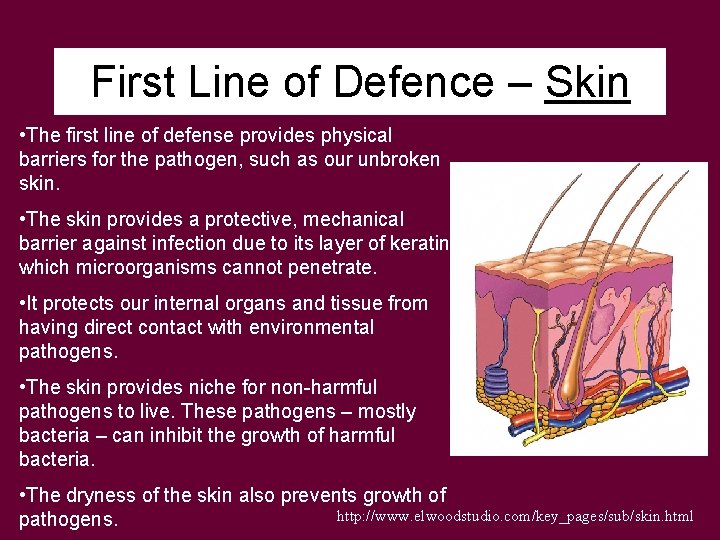 First Line of Defence – Skin • The first line of defense provides physical