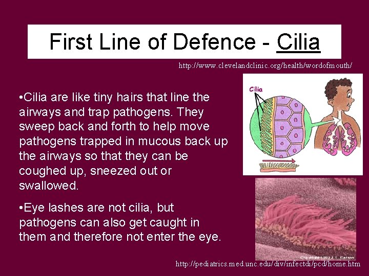 First Line of Defence - Cilia http: //www. clevelandclinic. org/health/wordofmouth/ • Cilia are like