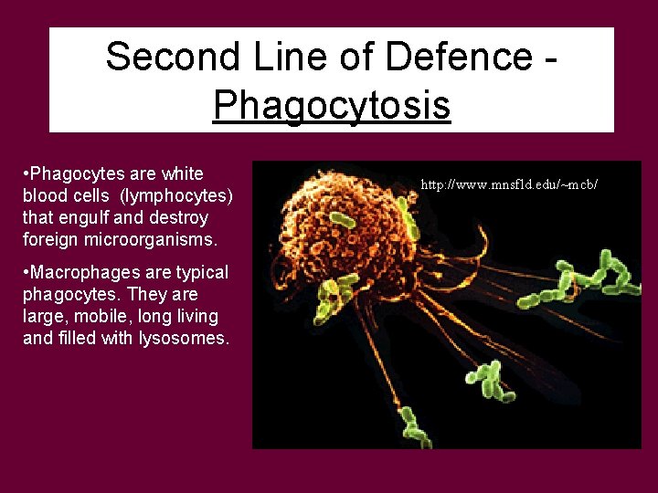 Second Line of Defence Phagocytosis • Phagocytes are white blood cells (lymphocytes) that engulf