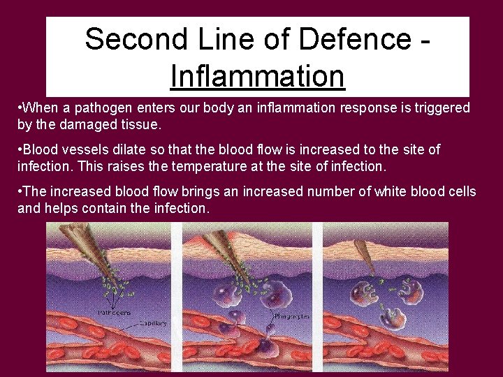 Second Line of Defence Inflammation • When a pathogen enters our body an inflammation