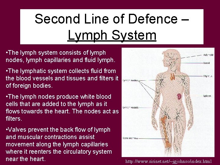 Second Line of Defence – Lymph System • The lymph system consists of lymph