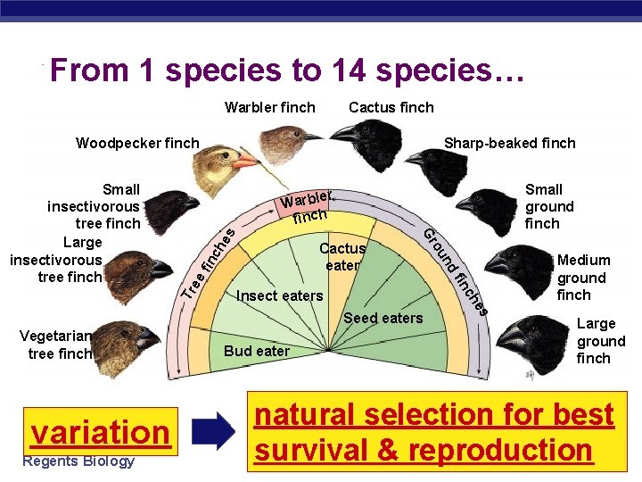 From 1 species to 14 species… Warbler finch Cactus finch Woodpecker finch Small ground