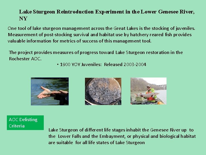 Lake Sturgeon Reintroduction Experiment in the Lower Genesee River, NY One tool of lake