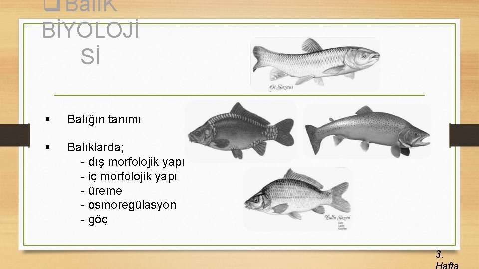 q BalıK BİYOLOJİ Sİ § Balığın tanımı § Balıklarda; - dış morfolojik yapı -