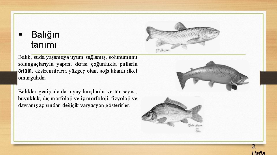 § Balığın tanımı Balık, suda yaşamaya uyum sağlamış, solunumunu solungaçlarıyla yapan, derisi çoğunlukla pullarla