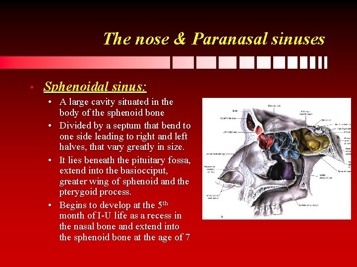 The nose & Paranasal sinuses • Sphenoidal sinus: • A large cavity situated in