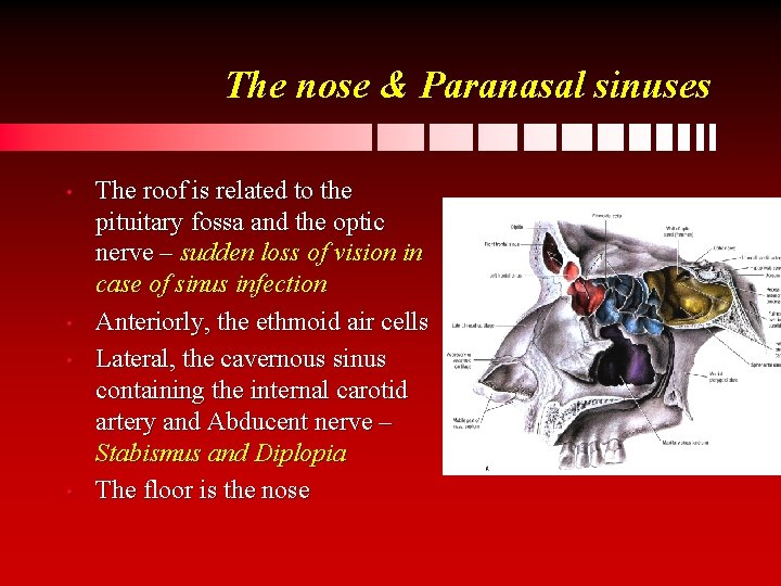 The nose & Paranasal sinuses • • The roof is related to the pituitary